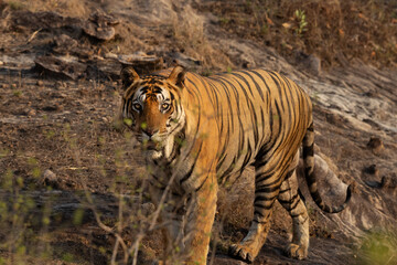 Portrait of a tiger, Bhandavgarh Tiger Reserve, Madhya pradesh, India