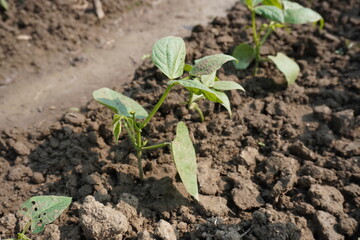 Tepary bean plant has been planted in the agricultural field
