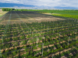 commercial peach orchard and covered by a protective mesh