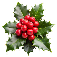 Christmas Holly leaves and berries