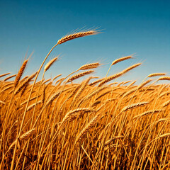 Fototapeta premium A vast field of golden wheat sways gently in the breeze under a brilliant blue sky with a few fluffy clouds