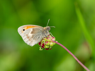 Side View of a Small Heath Butterfly