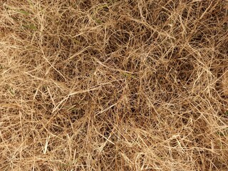 Dry grass texture in photos from high angles and landscape angles