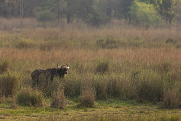Marsh Sandpiper is small wader