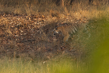 A tiger walking in the jungle with bokeh of bush at the foreground in Bhandavgarh tiger reserve, Madhya pradesh, India