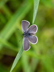 Small Blue Butterfly on a Grass Stem