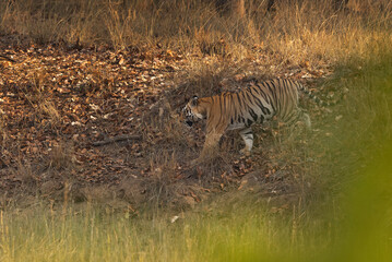 A tiger walking in the forest of Bhandavgarh tiger reserve, Madhya pradesh, India