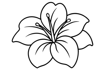 white lily flower