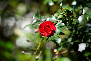 Rose flower in the garden in summer on a sunny day.