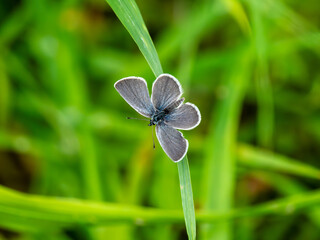 Small Blue Butterfly on a Grass Stem