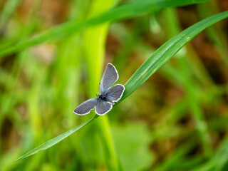 Small Blue Butterfly on a Grass Stem
