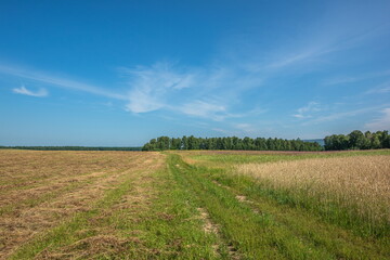 A country road among wheat fields