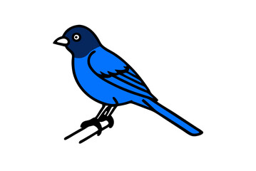 blue jay