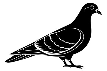 dove isolated on white