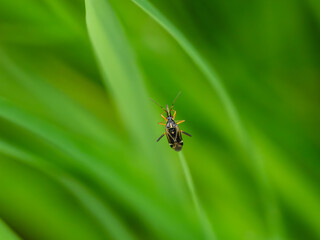 Black and Yellow Beetle on a Grass Stem