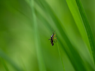 Black and Yellow Beetle on a Grass Stem