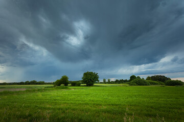 Cloudy sky over a green meadow with trees, Nowiny, Lubelskie, Poland