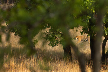 A tiger walking in the jungle, a view throught the tree , Bhandavgarh tiger reserve, Madhya pradesh, India