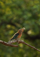 Indian roller with a catch at Bhandavgarh tiger reserve, Madhya pradesh, India