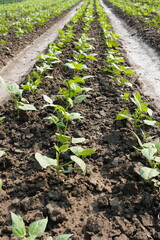 Rows of young bean plants growing in a field in close-up