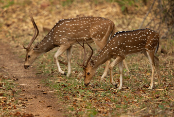 Cheetal deer at Achanakmar Wildlife Sanctuary, Chhattisgarh, India