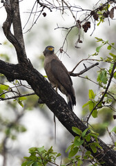 Crested serpent eagle holding a snake catch at Achanakmar Wildlife Sanctuary, Chhattisgarh, India