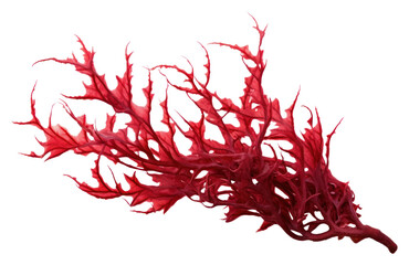 PNG Red seaweed plant white background accessories.