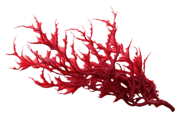 PNG Red seaweed plant white background accessories.