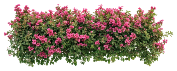 PNG Real Bougainvillea bush border bougainvillea flowers hedge.
