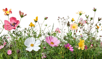 PNG Real flower graden flowers outdoors blossoms.