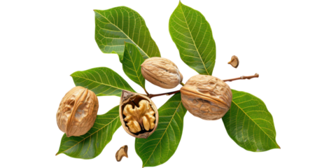 Nature's Bounty: Fresh Walnuts on a Branch