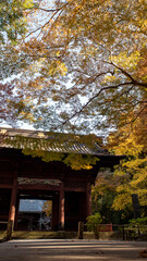 Obraz premium 鎌倉2412 妙本寺7 紅葉