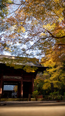 鎌倉2412　妙本寺11　紅葉