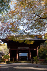 Fototapeta premium 鎌倉2412 妙本寺10 紅葉