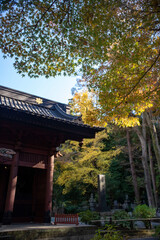 鎌倉2412　妙本寺9　紅葉