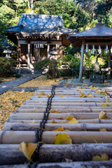 鎌倉2312　妙本寺蛇苦止堂4　銀杏
