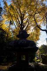 鎌倉2312　妙本寺蛇苦止堂1　銀杏