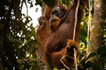 Sumatran orangutan big male in its whole beauty. Amazing sumatran jungle. Beautiful sumatran wildlife. Adventure paradise. Rare  and endangered species. Pongo abelii.