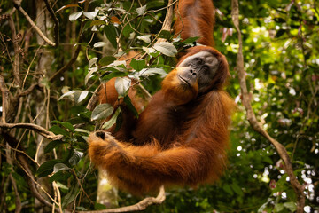 Sumatran orangutan big male in its whole beauty. Amazing sumatran jungle. Beautiful sumatran wildlife. Adventure paradise. Rare  and endangered species. Pongo abelii.