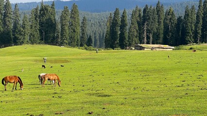 After the Pahalgam Attack on April 22, 2025, Tourists Flee Kashmir, Departing by Flights and Roads...