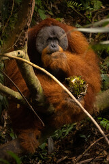 Sumatran orangutan big male in its whole beauty. Amazing sumatran jungle. Beautiful sumatran wildlife. Adventure paradise. Rare  and endangered species. Pongo abelii.