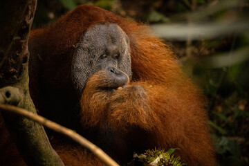 Sumatran orangutan big male in its whole beauty. Amazing sumatran jungle. Beautiful sumatran wildlife. Adventure paradise. Rare  and endangered species. Pongo abelii.