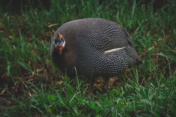 Wild Turkey Bird walking along outside