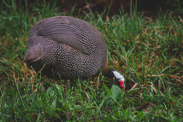 Wild Turkey Bird walking along outside