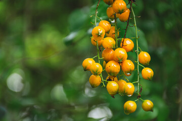 Skyflower Yellow Fruits of the species Duranta erecta