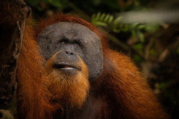 Sumatran orangutan big male in its whole beauty. Amazing sumatran jungle. Beautiful sumatran wildlife. Adventure paradise. Rare  and endangered species. Pongo abelii.