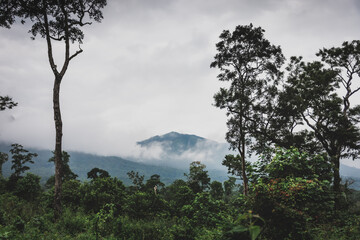 View of forests of Mudumalai National park in Mudumalai, India
