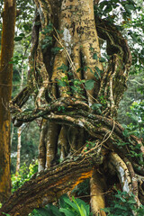 View of forests of Mudumalai National park in Mudumalai, India