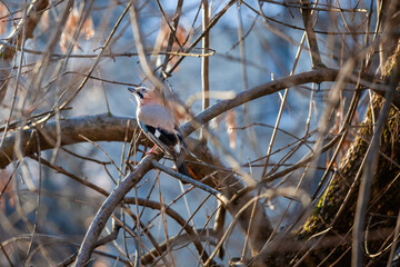 A jay is perched on a branch in a tree