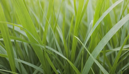 Obraz premium Close-up of dense turf grass with rich green hues